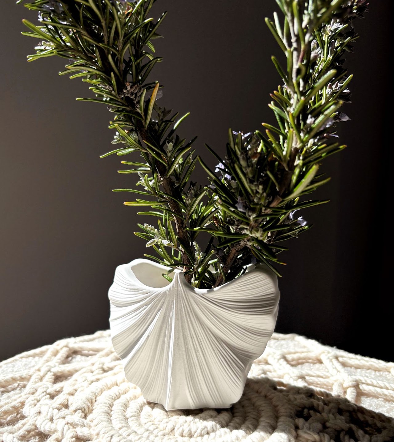 Jarra Gingko